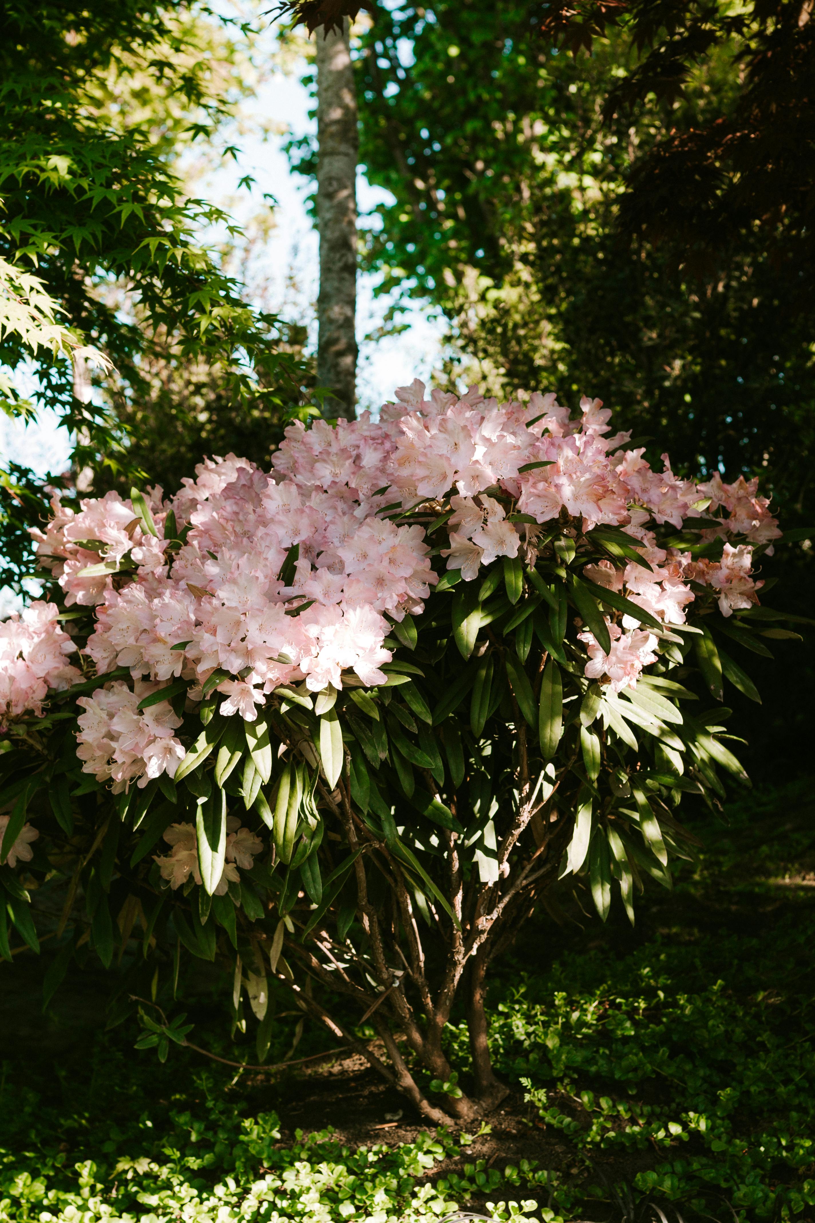 Sunlit garden featuring lush pink rhododendrons in Krasnodar, Russia, during summertime.