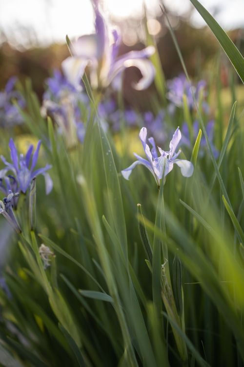 Free Iris flower Stock Photo