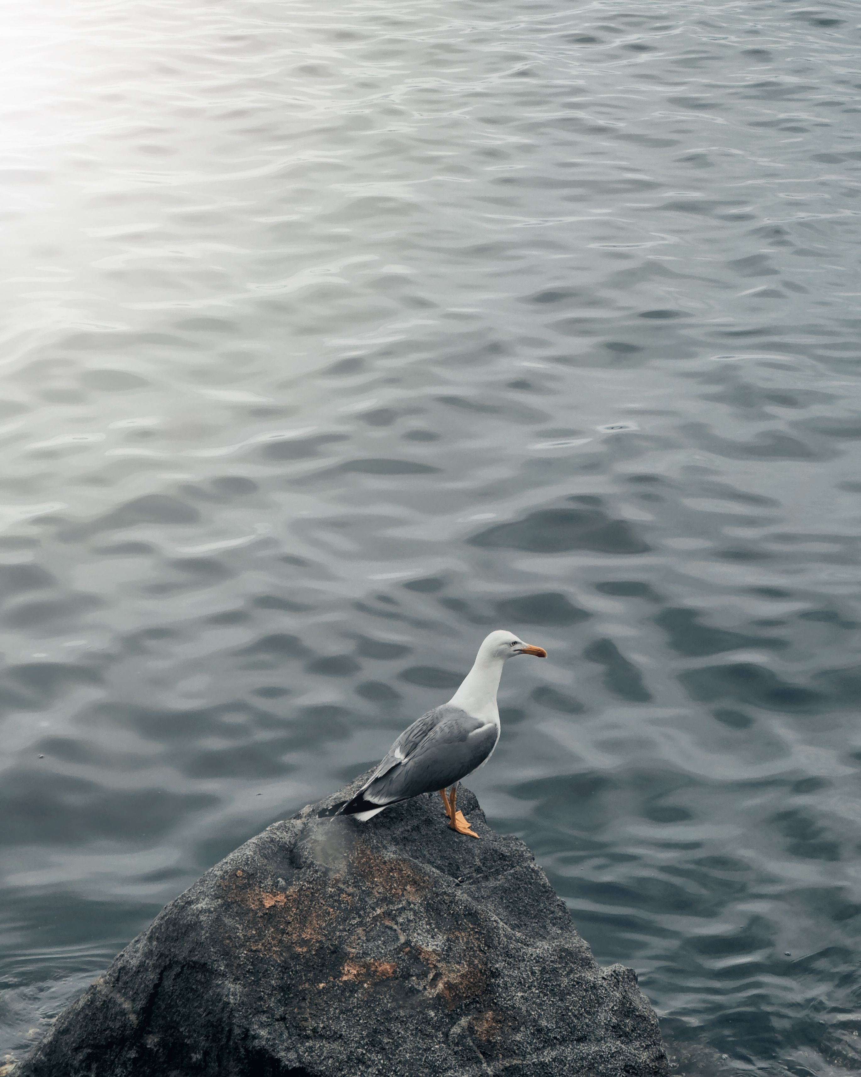 Bird Behavior Photos, Download The BEST Free Bird Behavior Stock Photos ...