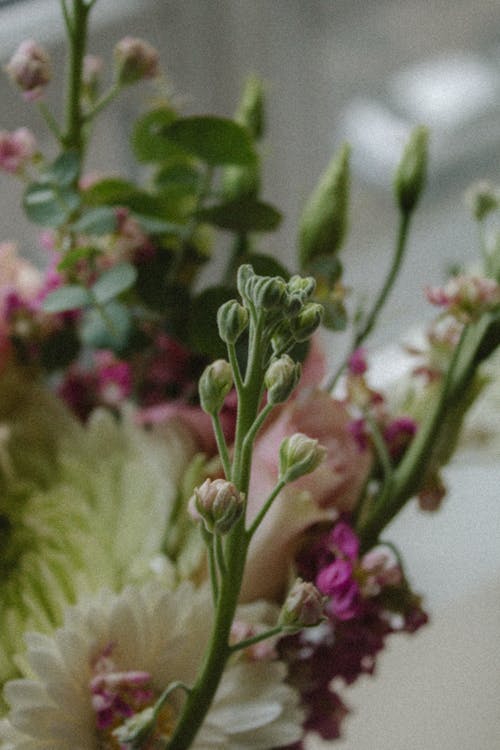 Základová fotografie zdarma na téma dekorace, flóra, květiny