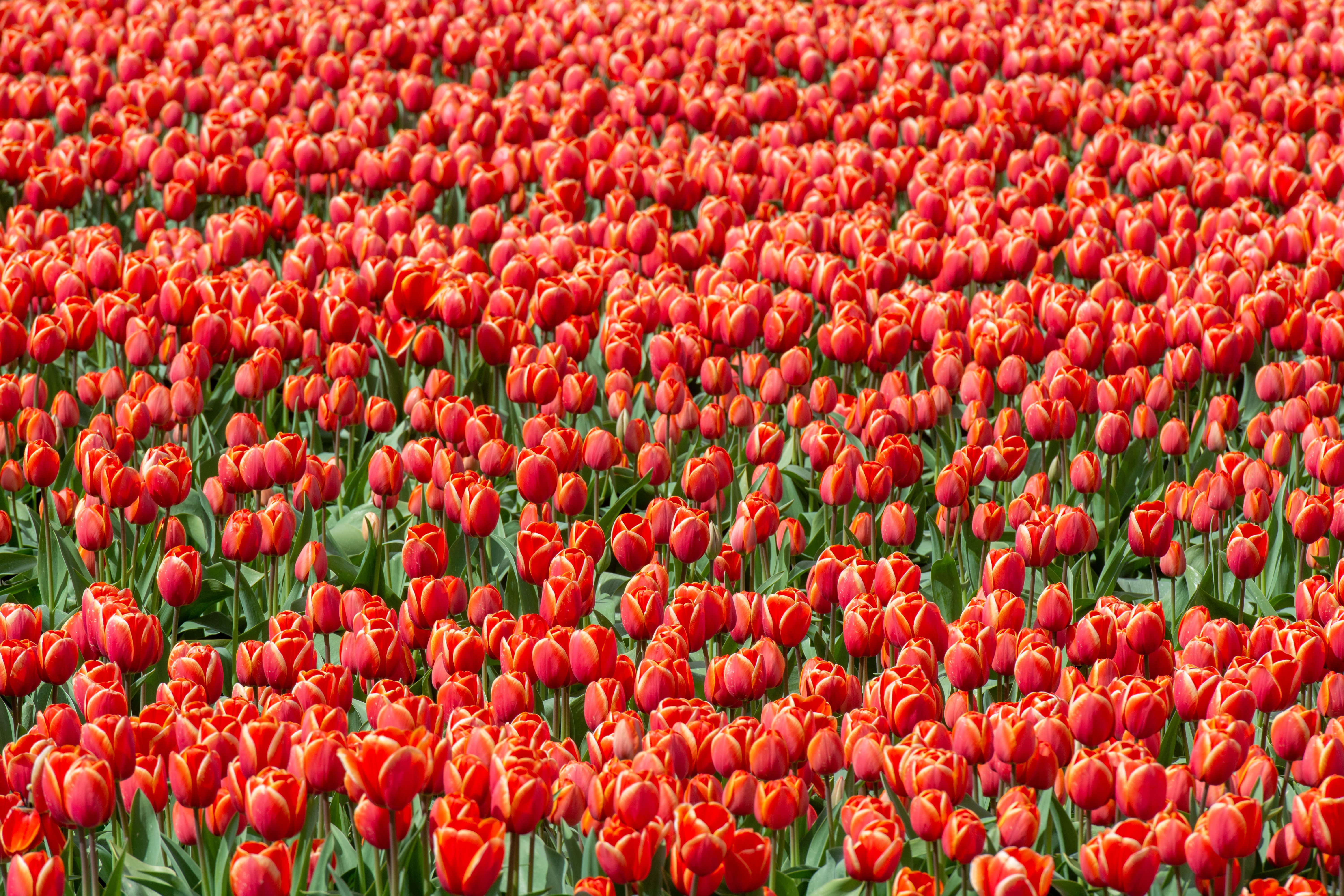Field of Red Tulips · Free Stock Photo