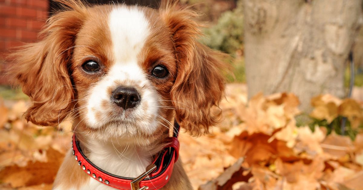 king charles