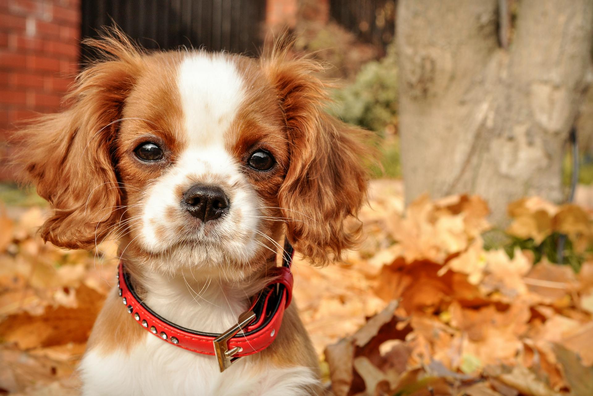 Close-up van een Cavalier King Charles Spaniel puppy met een rode kraag die buiten zit