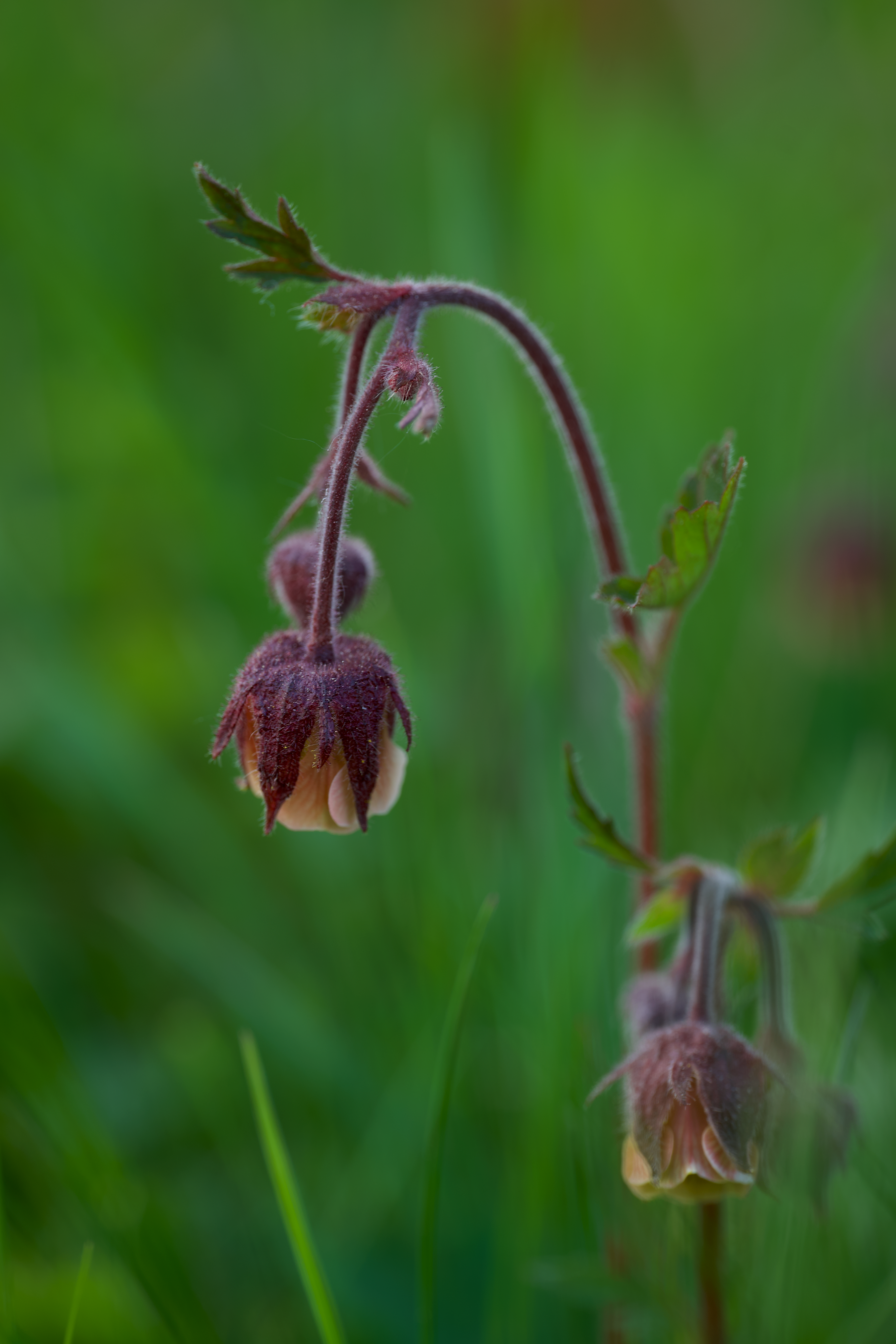 Beautiful close-up of wildflowers with subtle colors in a natural setting.