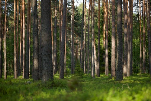 ağaçlar, ahşap, bitki örtüsü içeren Ücretsiz stok fotoğraf