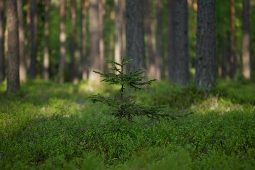 Close-up of a Young Coniferous Tree in a Forest 