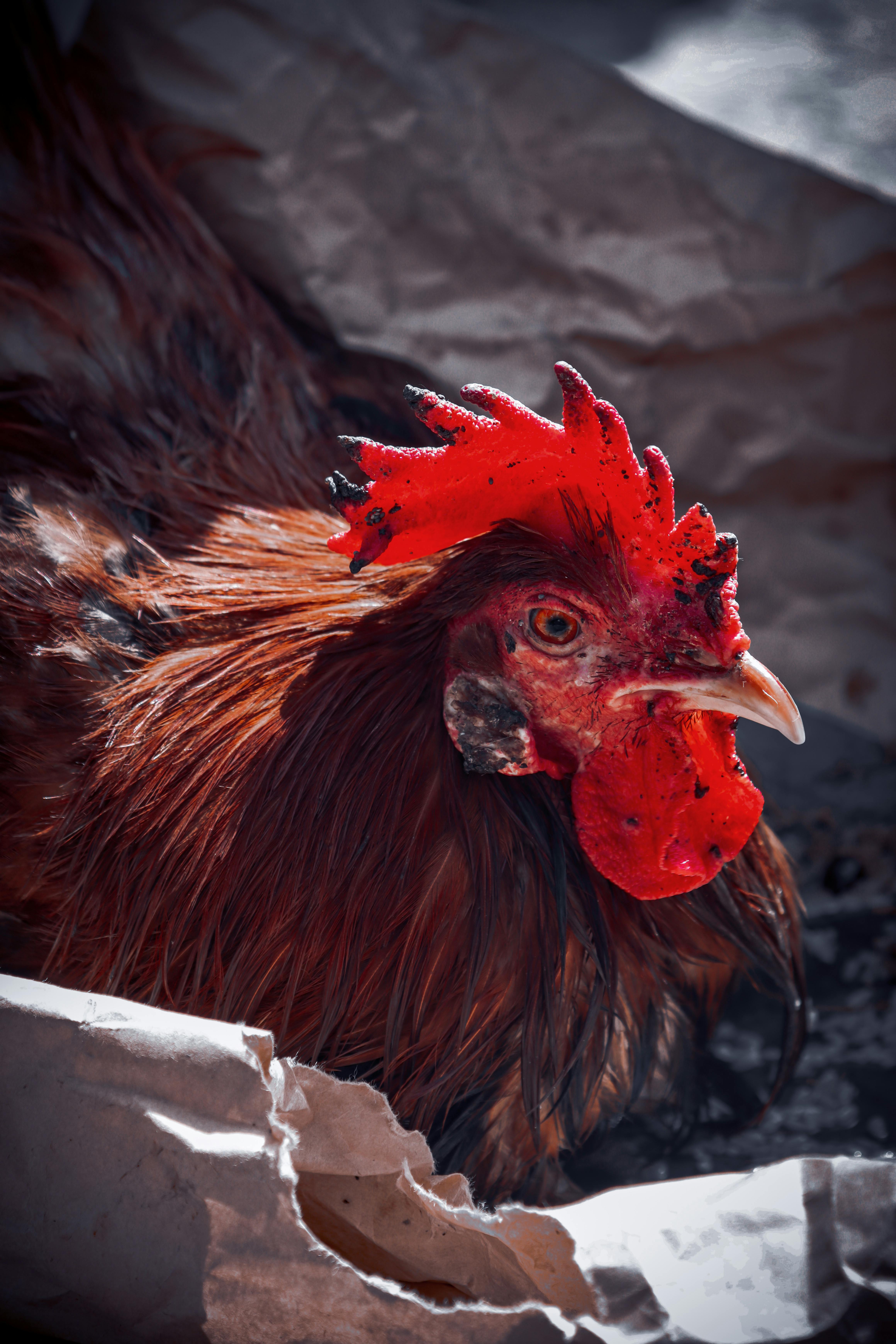 Wallpaper Chicken Images | Free Photos, PNG Stickers, Wallpapers &  Backgrounds - rawpixel