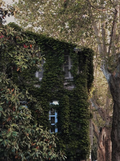 Free An urban building facade covered with lush green ivy, blending nature and architecture. Stock Photo