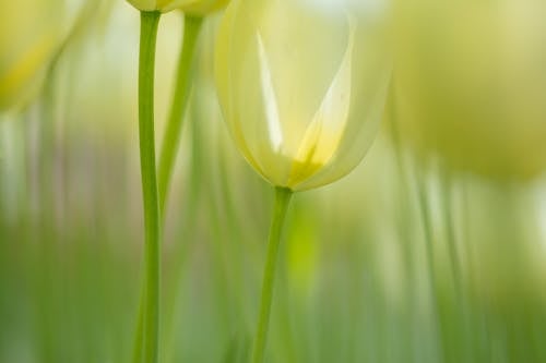 Close-up of Yellow Tulips 