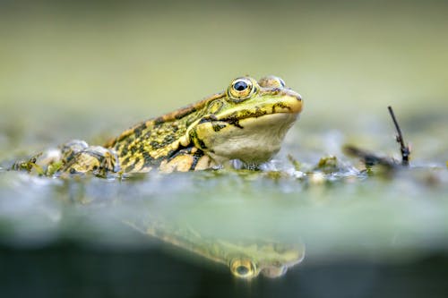 Gratis arkivbilde med bakgrunnsbilde, dyr, frosk