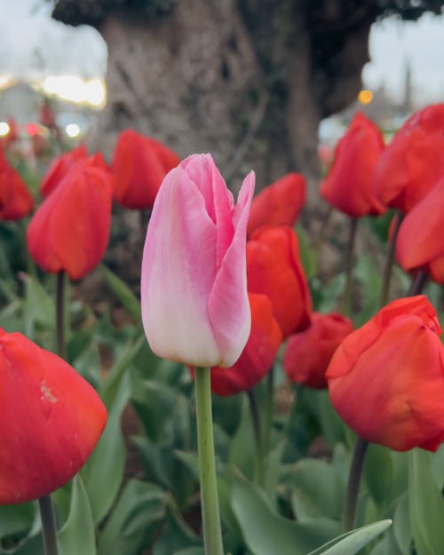 Close-up of Pink Tulips 