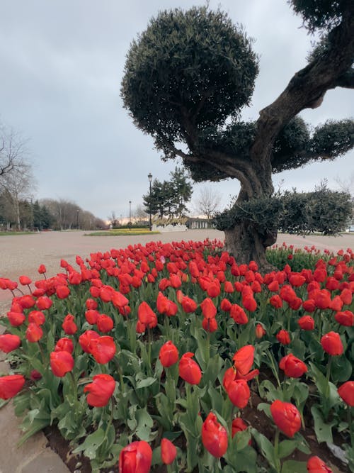 Free Tulips in Park in Town Stock Photo