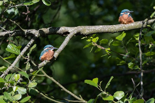 Immagine gratuita di albero, fauna selvatica, foglie