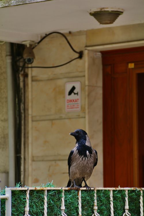 Free A hooded crow perched on a decorative fence in an urban setting, showcasing wildlife in the city. Stock Photo