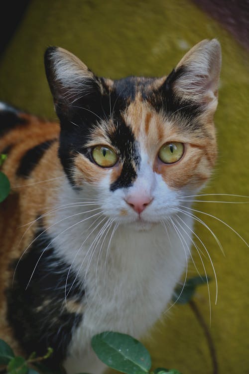 Fotos de stock gratuitas de animal, doméstico, fotografía de animales