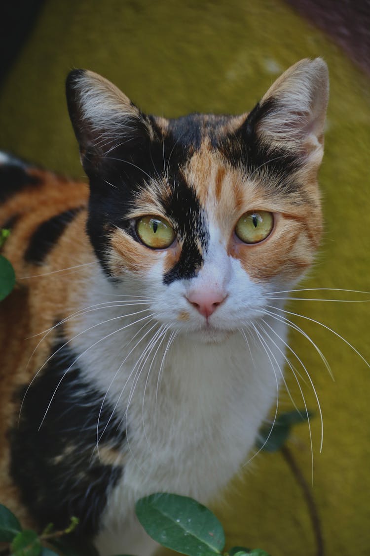 Picture Of A Tricolor Cat 