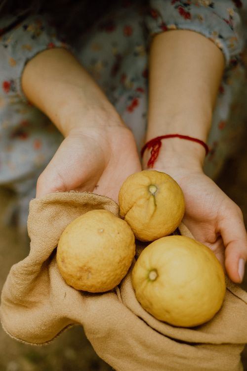 Free Close-up of hands holding fresh lemons in a rustic outdoor setting, evoking a summery feel. Stock Photo