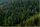 forest background