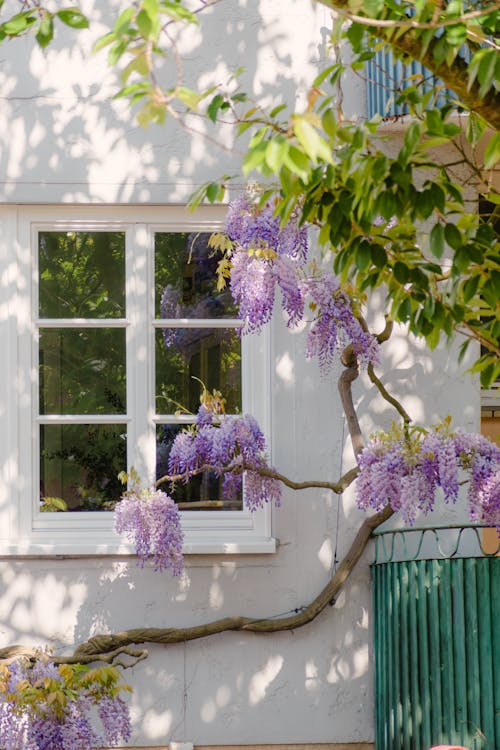 Gratis lagerfoto af blomster, blomsterstand, facade