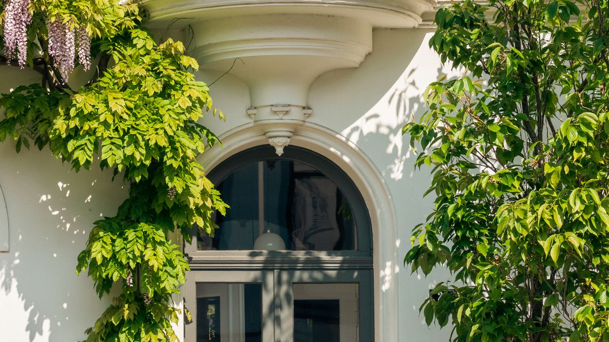 Comment choisir les meilleures plantes grimpantes pour votre balcon à Angers en 2026 - illustration