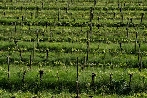 Plants on a Vineyard in Sunlight 