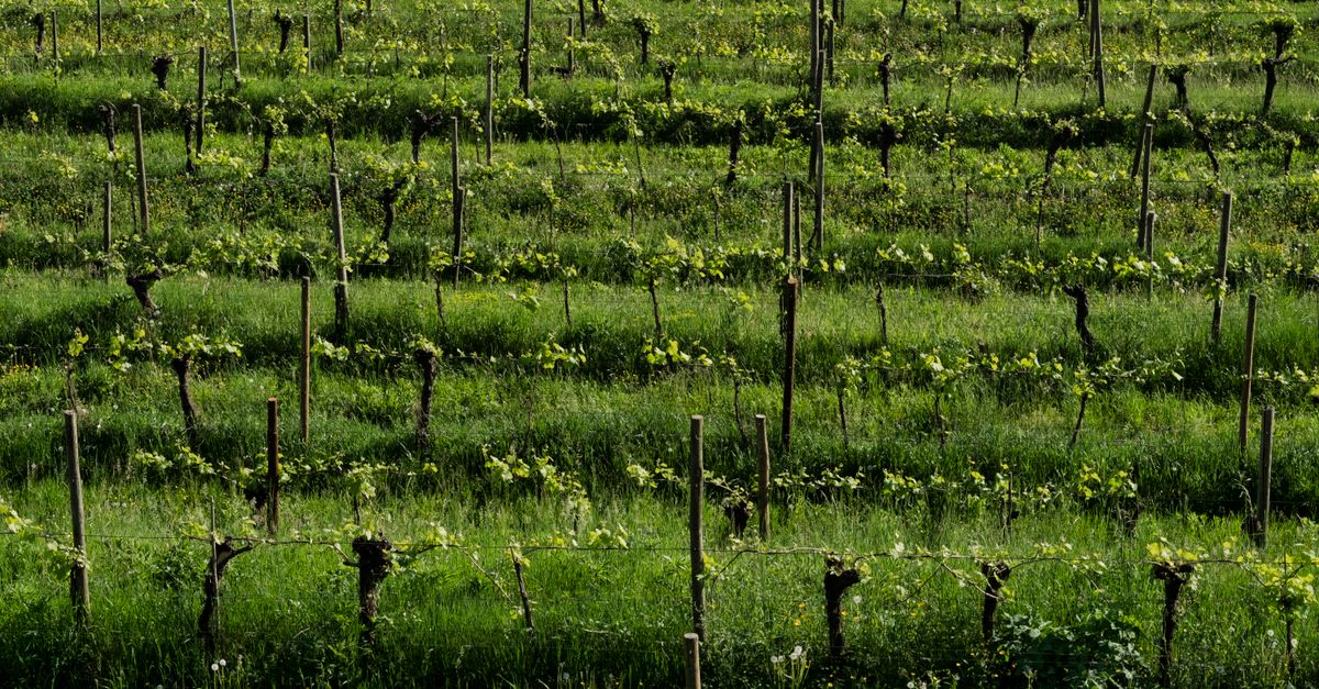 Les secrets des vins du Sud-Ouest à explorer