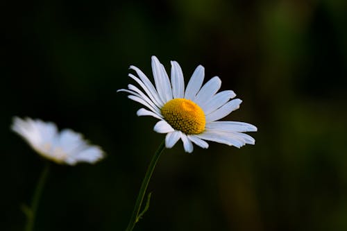 Close-up of a Chamomile Flower