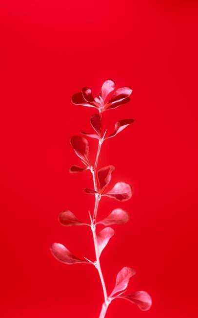 A striking image of a delicate red leaf stem against a vivid background, capturing nature's elegance.