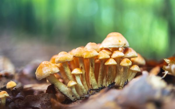 Shiitake Mushroom