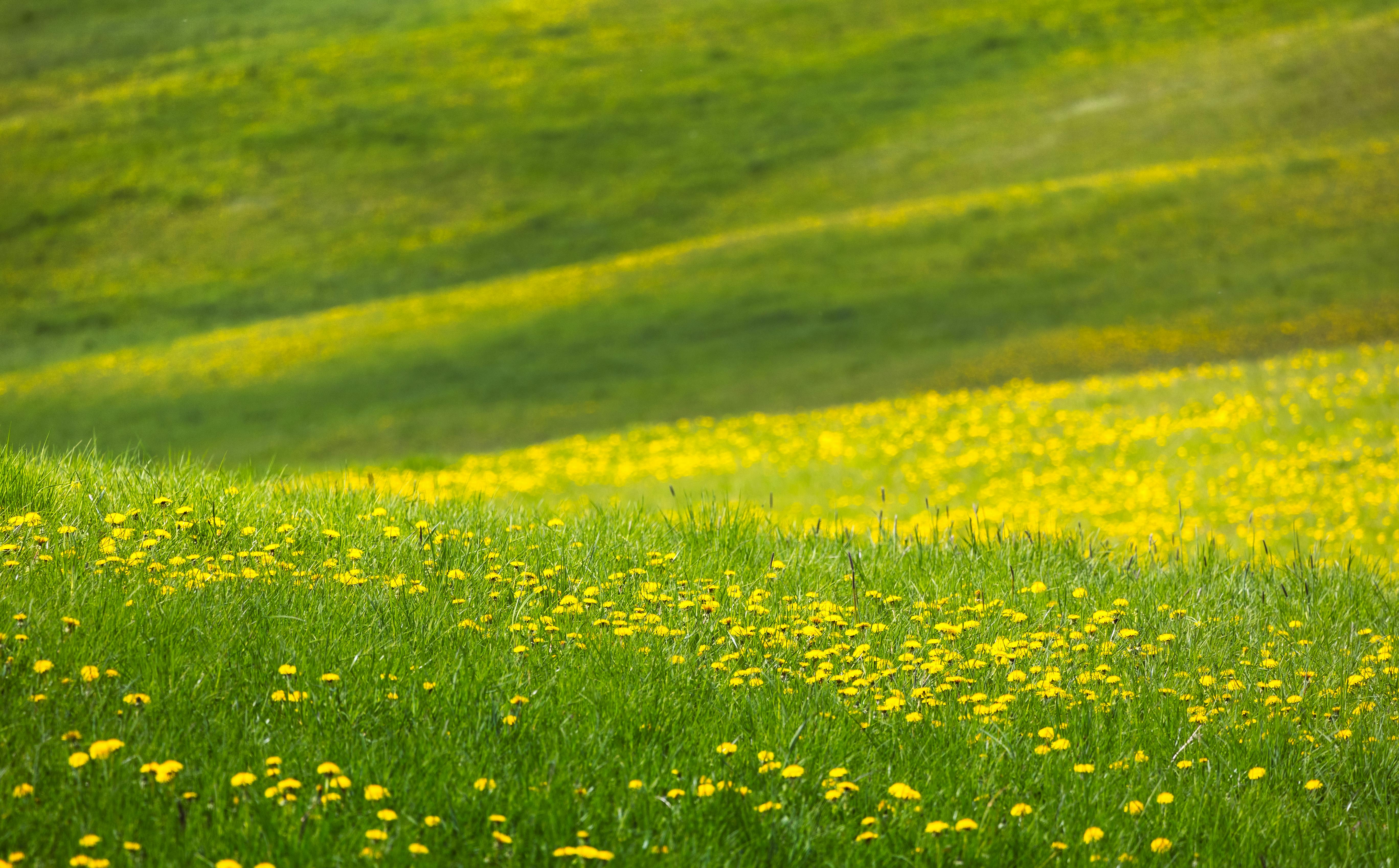 "Sunfield" · Free Stock Photo