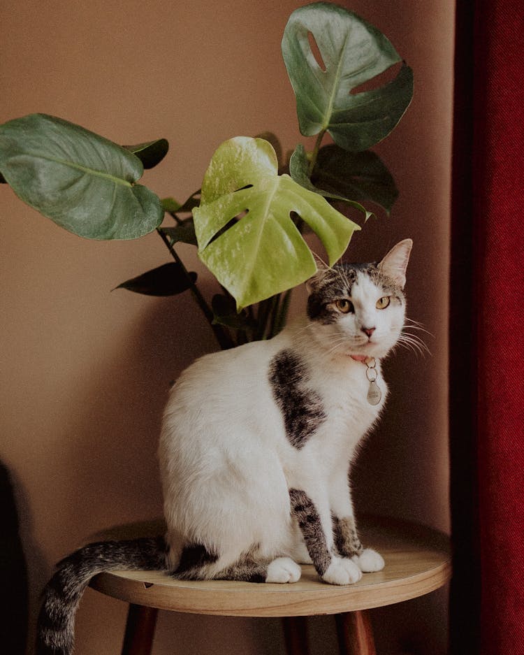 Cat On Chair