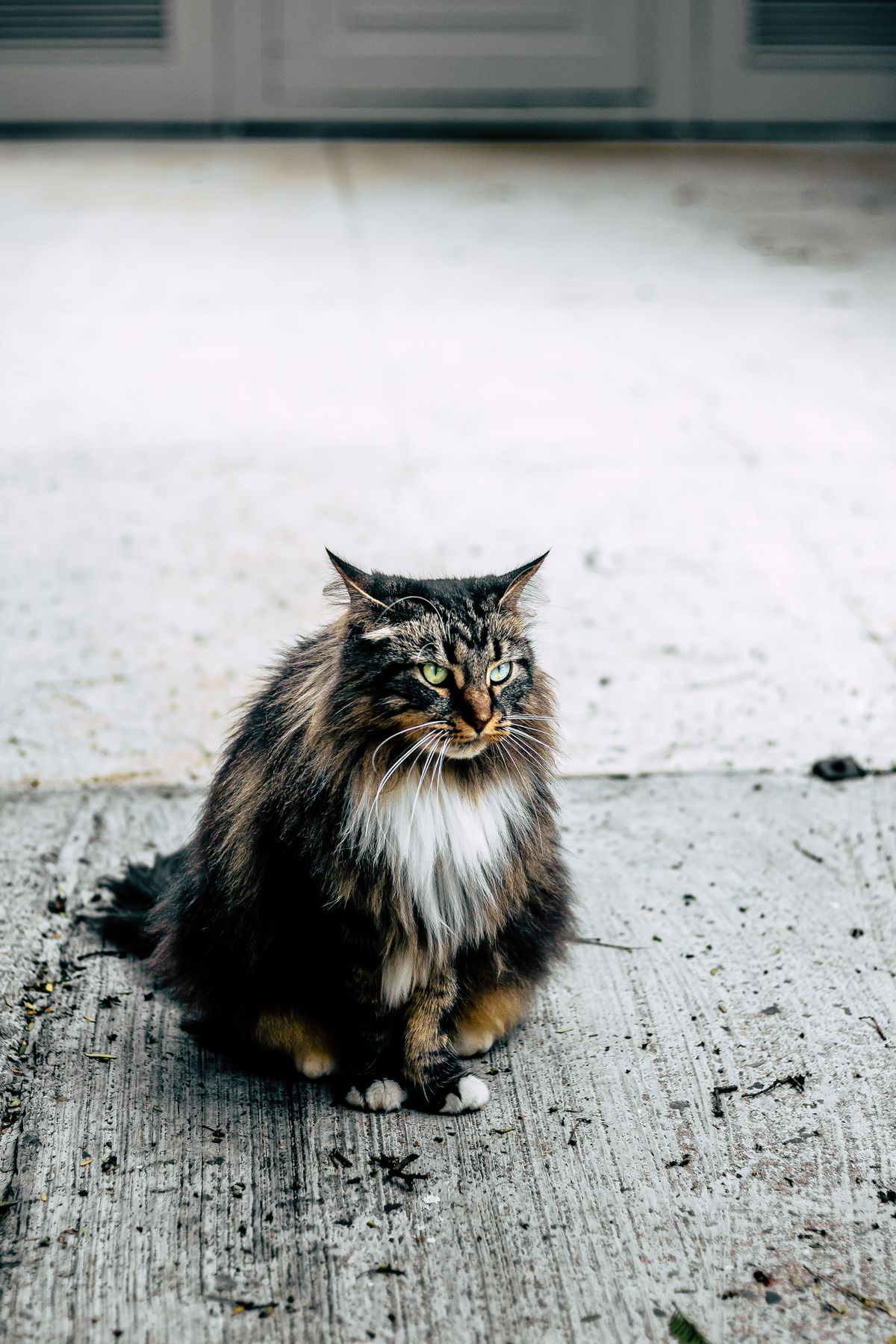 Images Of Cats And Dogs Photos Download The BEST Free Images Of Cats Images of cats and dogs photos download the best free images of cats