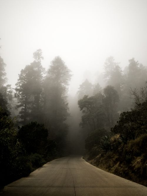 Free Explore a mysterious foggy forest pathway in Hidalgo, Mexico, offering a serene and atmospheric nature escape. Stock Photo