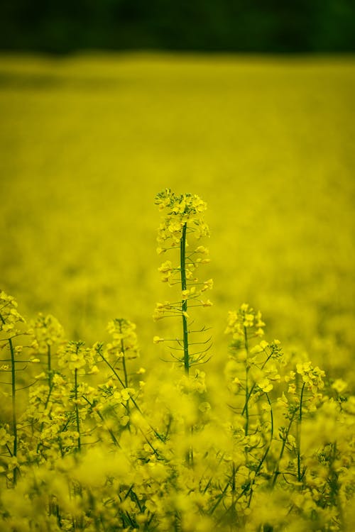 Free stock photo of farming, plants, yellow