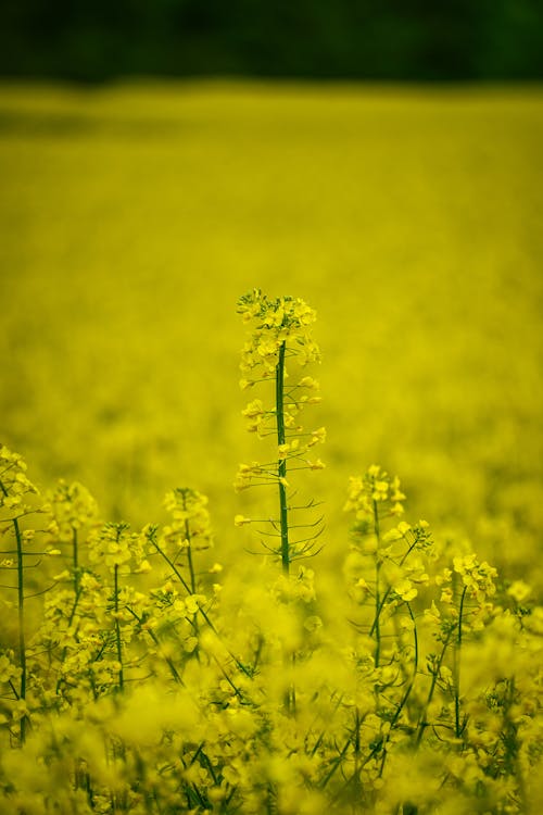 Photos gratuites de agriculture, centrales, jaune