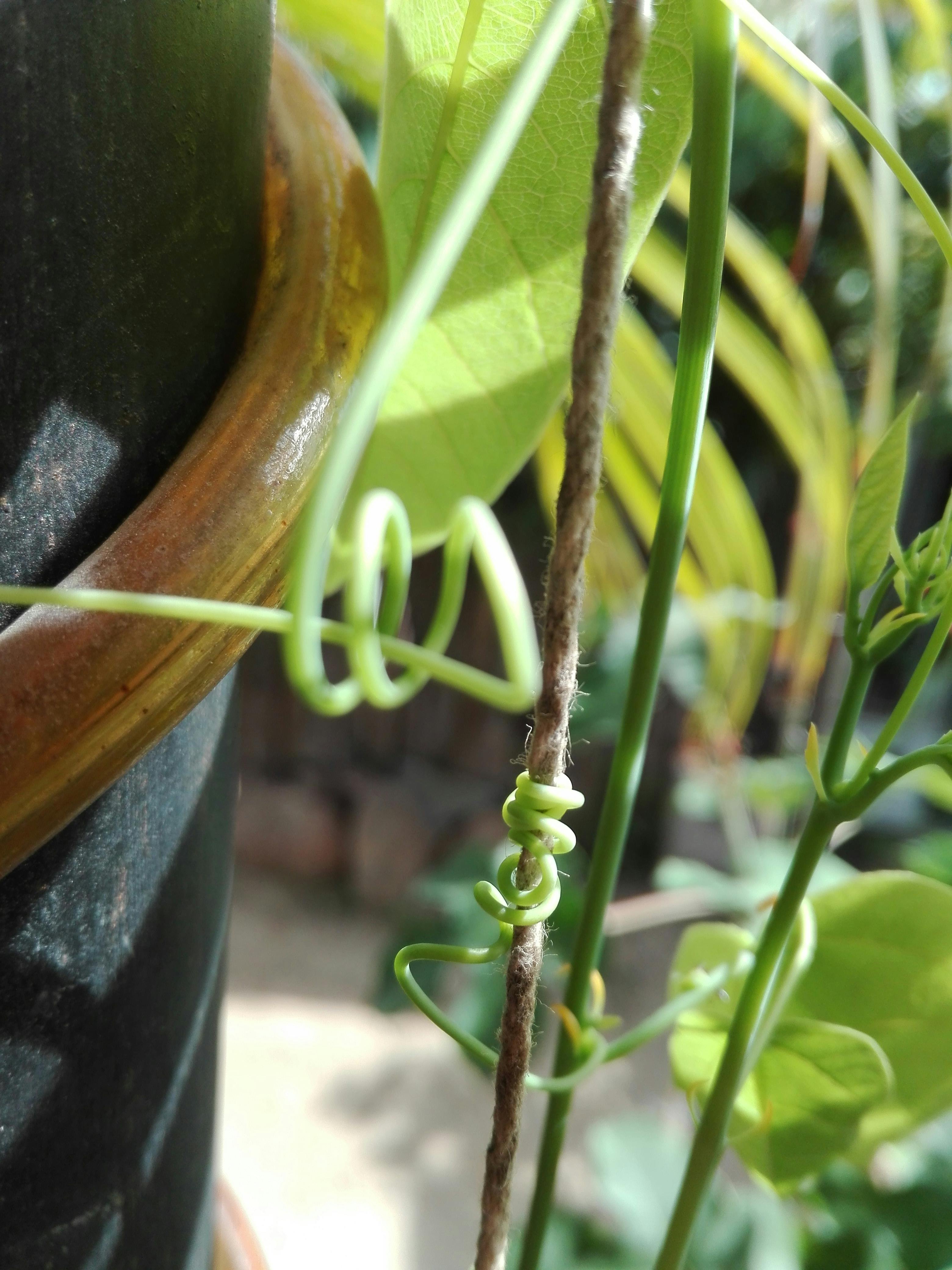 Free stock photo of beautiful, climbing plant, green