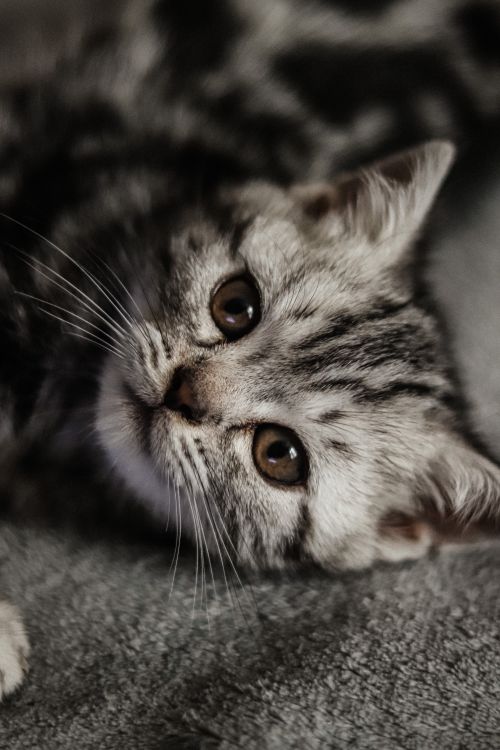 Free Close-up portrait of a cute kitten lounging on a soft blanket. Stock Photo