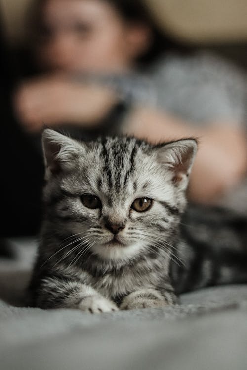 Free A Kitten and a Woman in the Background Lying on the Sofa  Stock Photo