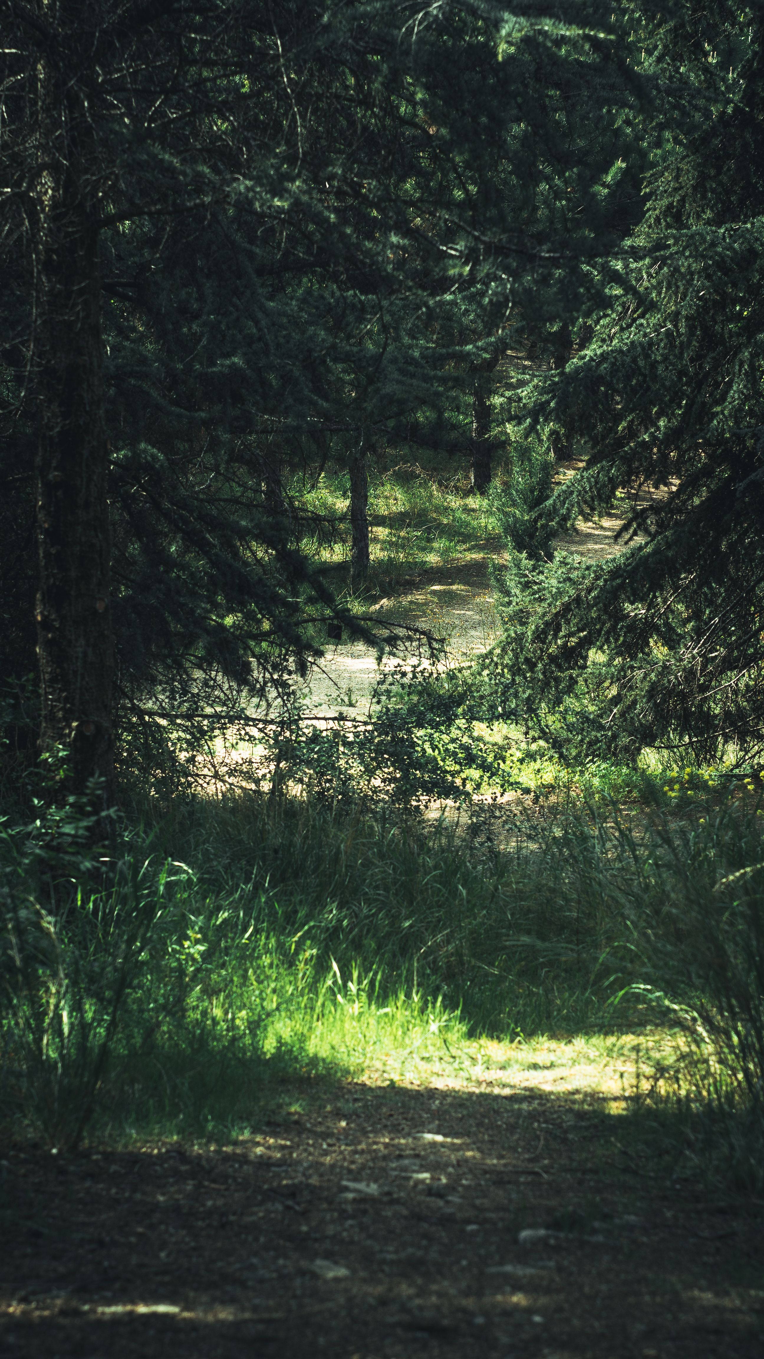 A serene path in a lush forest with sunlight filtering through the trees.