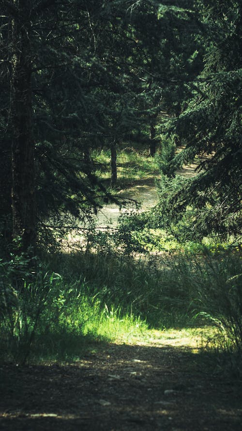 Foto d'estoc gratuïta de arbres, bosc, boscos