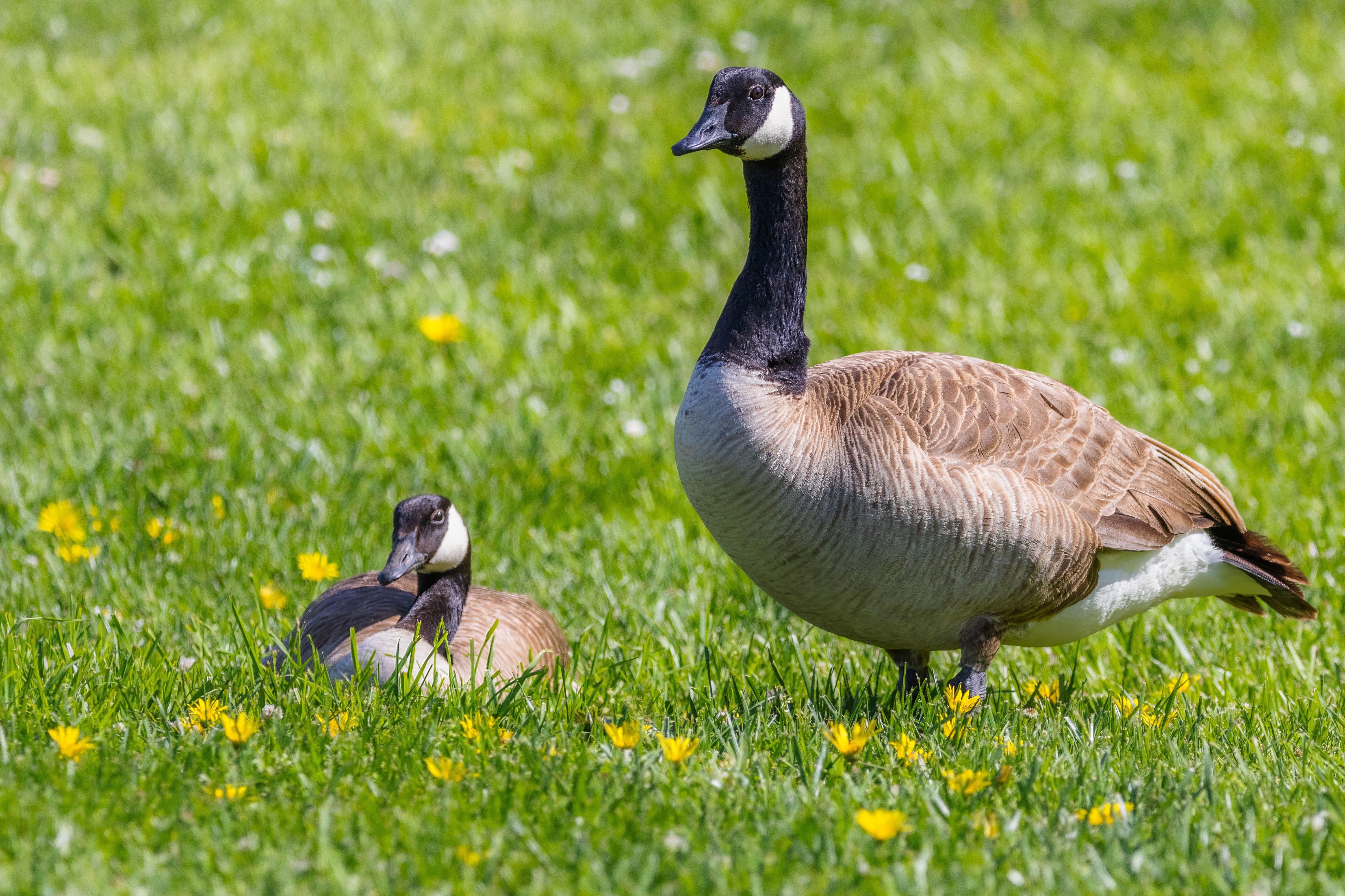 canada geese mate life