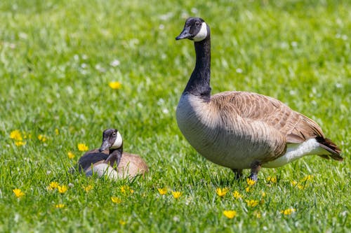 Canada Geese on a Green Field 