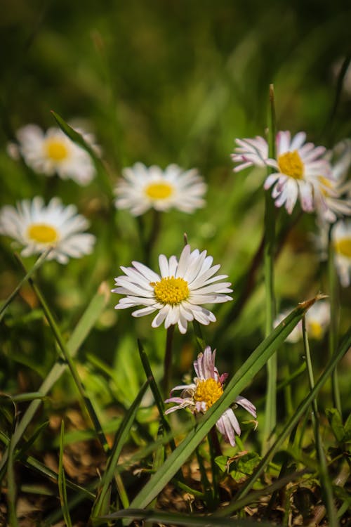 Gratis lagerfoto af bellis, blomster, delikat