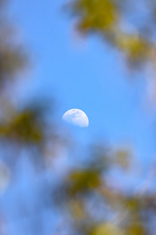 Gratis lagerfoto af blå himmel, blade, dagslys