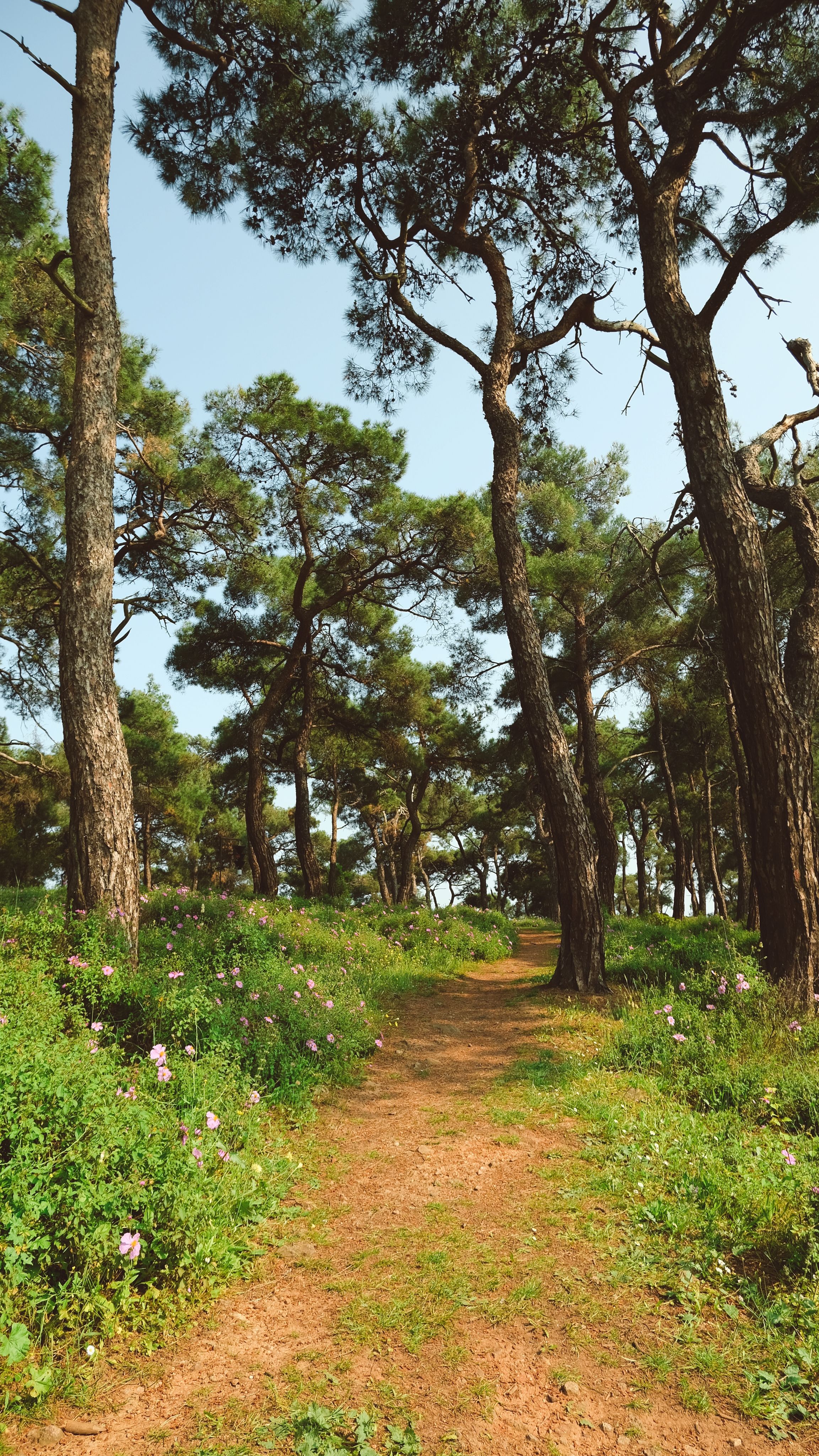 things to do in palestine tx
