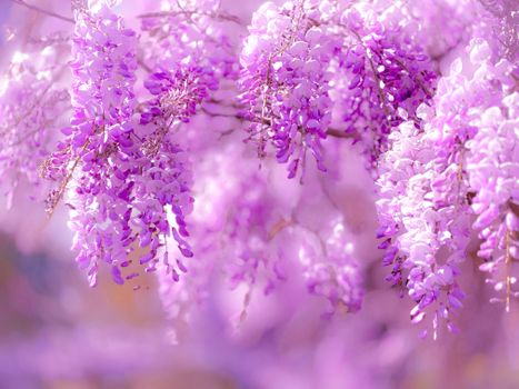 Elegant purple wisteria blossoms hanging gracefully, capturing the essence of spring beauty.
