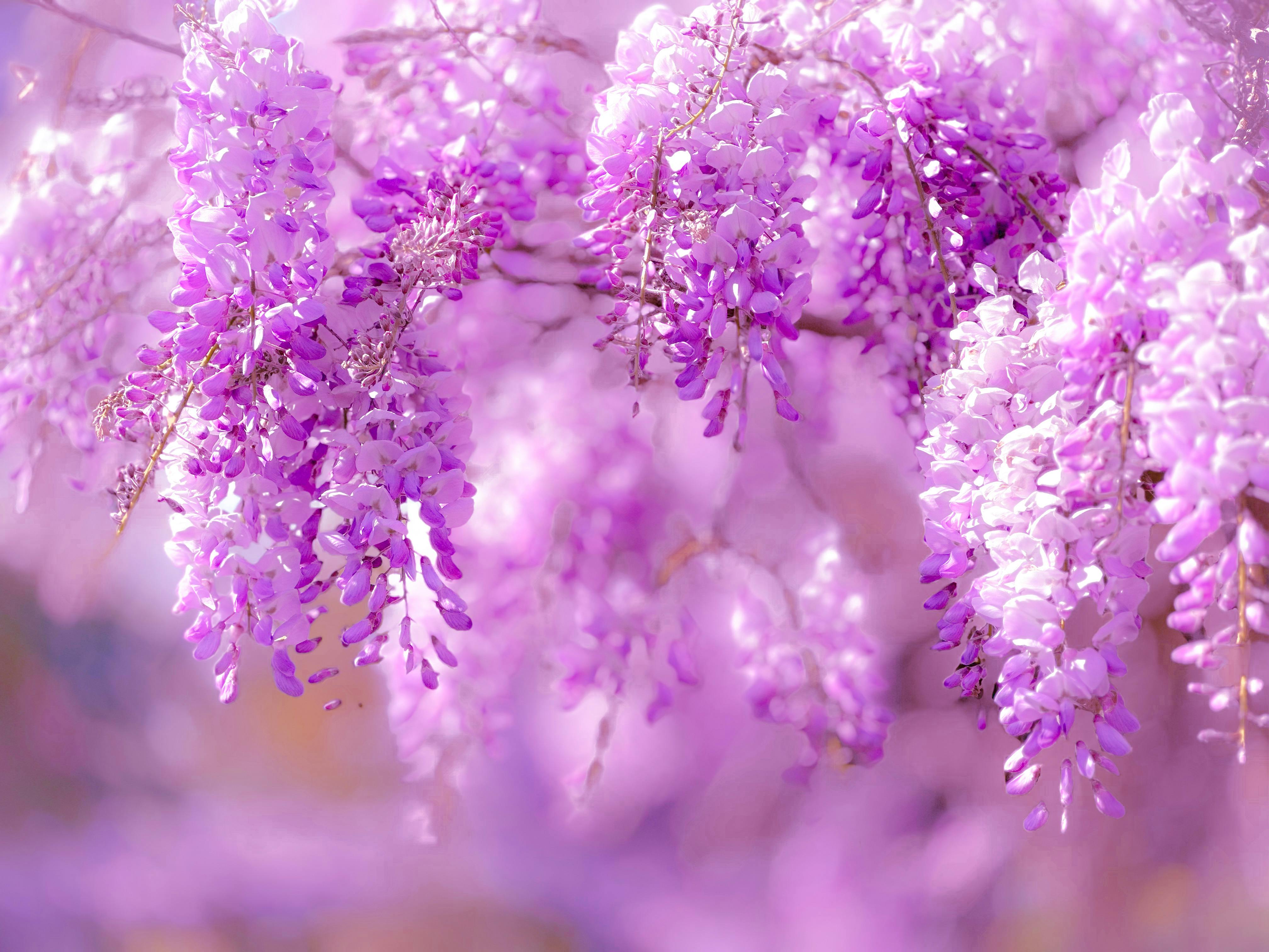 Wisteria Photos, Download The BEST Free Wisteria Stock Photos & HD Images