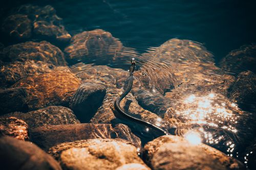 Free A snake glides through sunlit rocks along a lake in Гатовичи, Belarus. Stock Photo