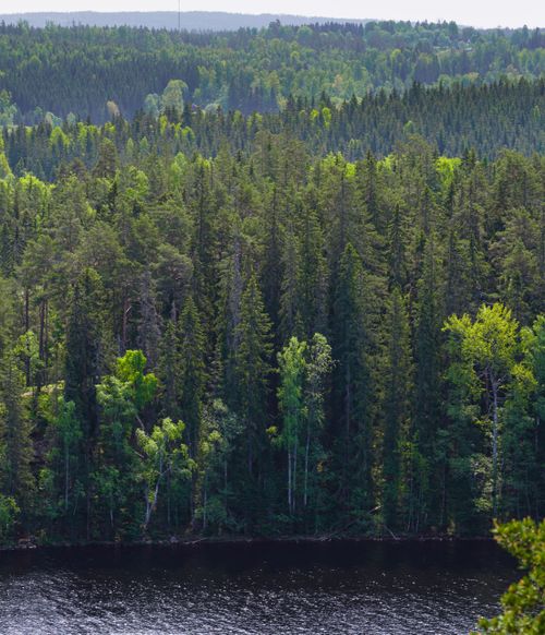 Free Aerial view of dense coniferous forest by a tranquil river during daytime. Stock Photo
