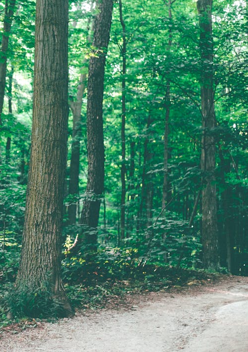 Foto Des Weges Im Wald